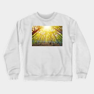 Beech forest illuminated by the bright yellow sunlight Crewneck Sweatshirt